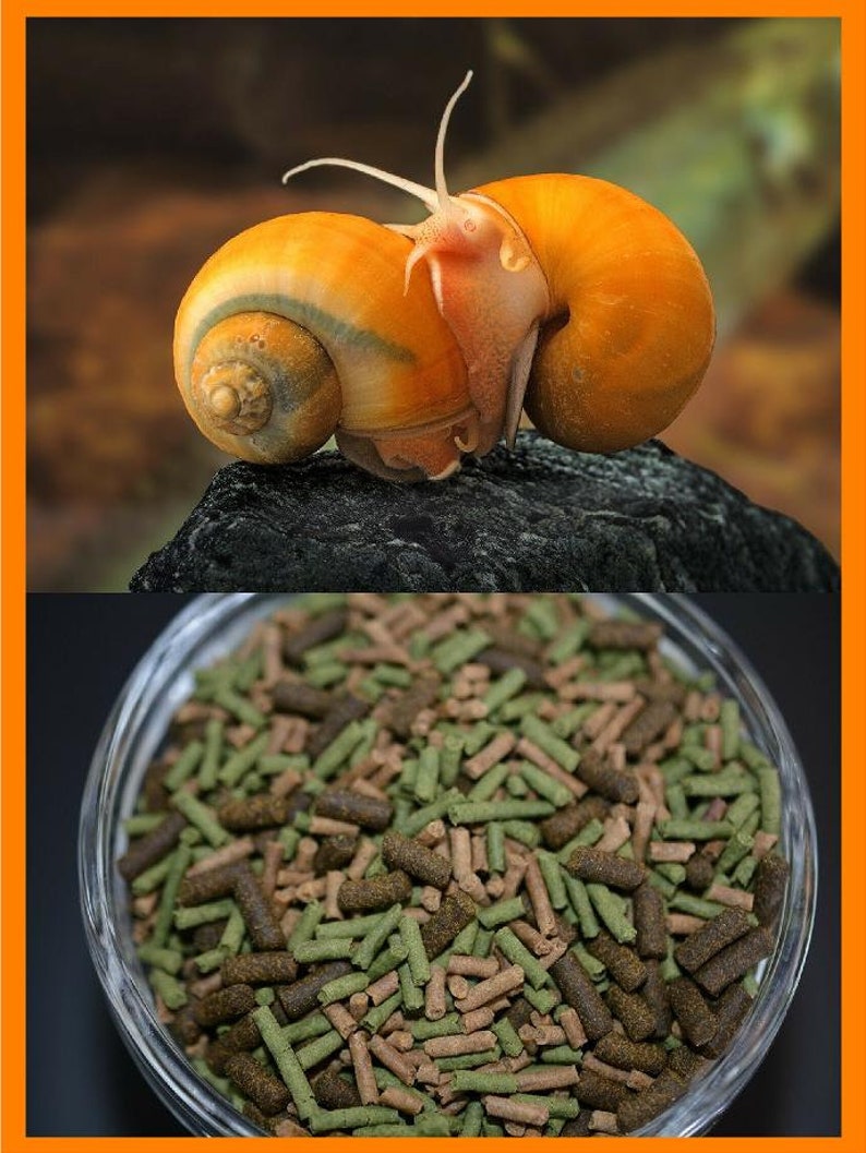 snail food snail food