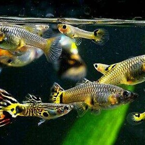 K&ouml;nnte beinhalten: Eine Gruppe bunter Guppy-Fische schwimmt in einem Aquarium. Die Fische haben verschiedene Muster und Farben, darunter Gelb, Schwarz, Orange und Silber. Das Bild wurde unter Wasser mit einem unscharfen Hintergrund aufgenommen.