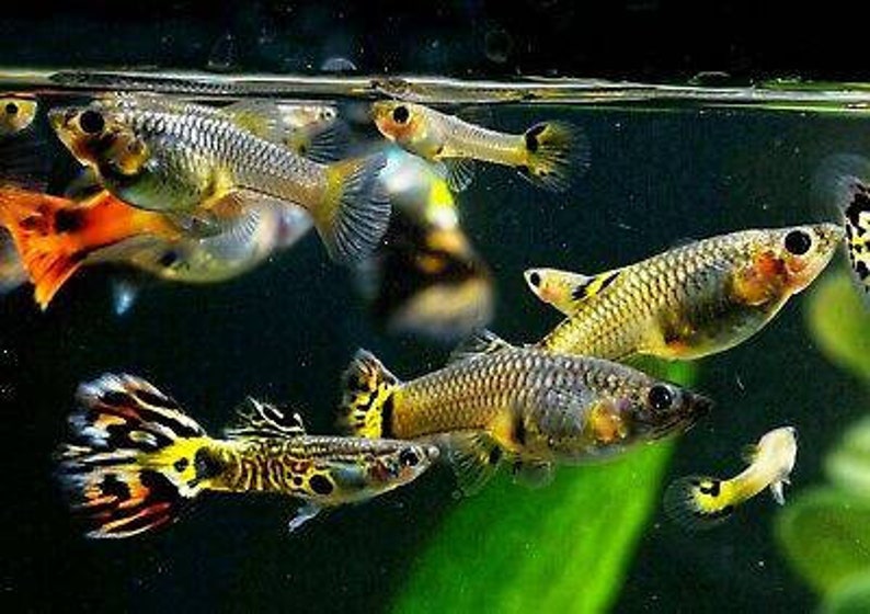 K&ouml;nnte beinhalten: Eine Gruppe bunter Guppy-Fische schwimmt in einem Aquarium. Die Fische haben verschiedene Muster und Farben, darunter Gelb, Schwarz, Orange und Silber. Das Bild wurde unter Wasser mit einem unscharfen Hintergrund aufgenommen.
