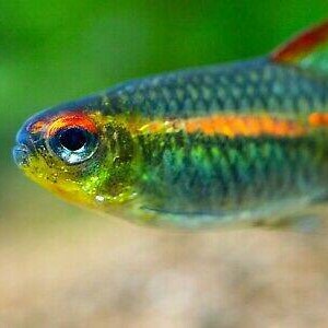 K&ouml;nnte beinhalten: Nahaufnahme eines kleinen, farbenfrohen Fisches mit schillernden gr&uuml;nen, blauen und gelben Schuppen. Der Fisch hat einen orangefarbenen Streifen an der Seite und einen roten Akzent auf der Flosse. Das Auge ist schwarz mit reflektierenden Eigenschaften, vor einem gelb-orangen Kopf.