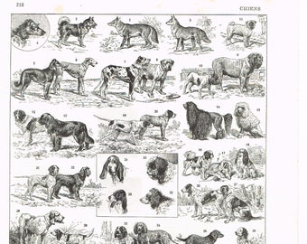Original noir et blanc millésime années 1920 Français Larousse Imprimer Lithographie montrant CHIENS Cheins Identification de race de chien Gravure Affiche