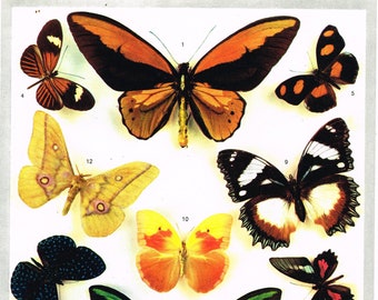 Digital butterflies from Larousse Encyclopedia 1950s, beautiful download of gorgeous poster , Vintage French 1950s