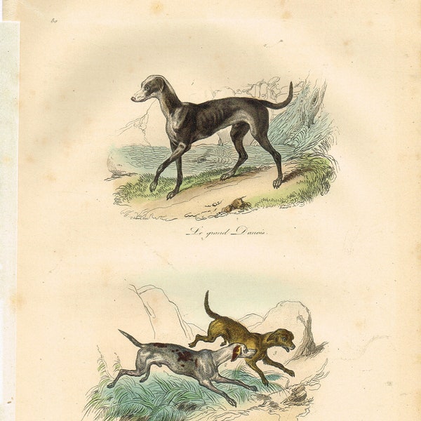 Vintage French Print Of Dogs Great Dane and Beagle Hound Hand Coloured Original Animal Print By LE BUFFON 1839 Edition Antique Art Paris