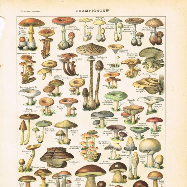 Digital Download of Original Larousse Print Lithograph Mushrooms 1920s Book Plate by Adolph Millot Kitchen Country Decor BUY 2 GET 1 FREE