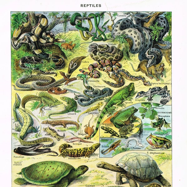 Original Vintage French Larousse Print Lithograph showing Reptiles"REPTILES" Original 1930s Book Plate from a Larousse Encyclopidia