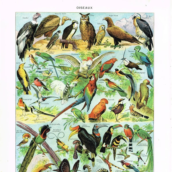 Vintage Larousse Oiseaux, Birds, 1920s, 600dpi image, Instant Digital Download Antique French Birds Image, Printable Ornithology Print Paris
