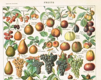 Original French Vintage Larousse Print Lithograph Fruits “FRUITS” Vintage Fruit Print.Antique Full Colour Print 28 cm X 20 cm 11 X 8 Inches