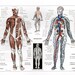 Full Colour Digital Download Print Vintage French Larousse Showing the ...