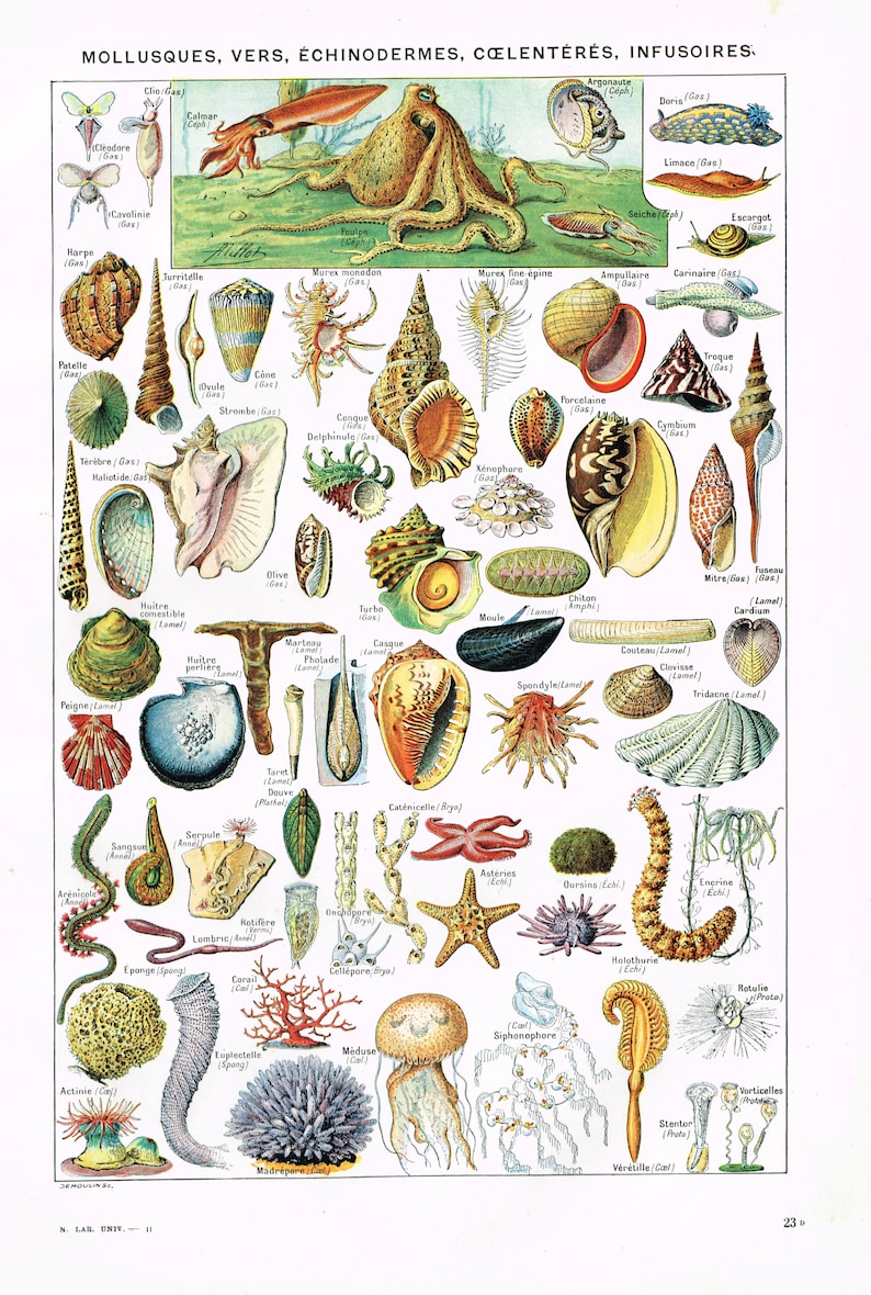 Schelpen en weekdieren Full Colour Digital Download Print Vintage Franse Larousse 1920s Book Plate Deze plaat toont Shells KOOP 2 GET 1 Gratis afbeelding 1