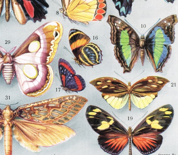 Butterfly Identification Chart