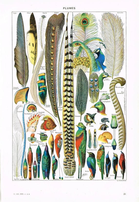 Feathers Full Colour Digital Download Print Vintage French 