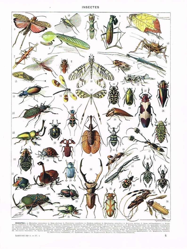 Lithographie Urspr U00fcngliche Farbe Jahrgang Franz U00f6sisch Larousse Druck Lithographie Insekten 1920er Jahre Buch Platte Insekten Identifikation Diagramm Drucke Insekten Wand Kunst Poster Lithographie Drucke