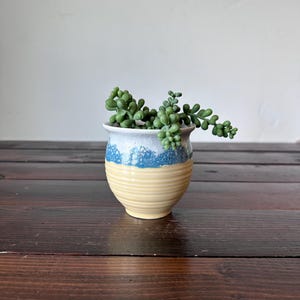 May include: A small, handmade ceramic pot with a yellow base and a blue and white rim. The pot is filled with a green succulent plant. The pot has a ribbed texture and sits on a dark wooden surface.