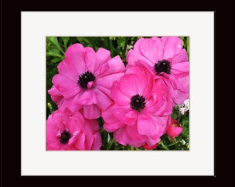 5 X 7 Matted Color Photograph of Pink Ranunculus Flowers