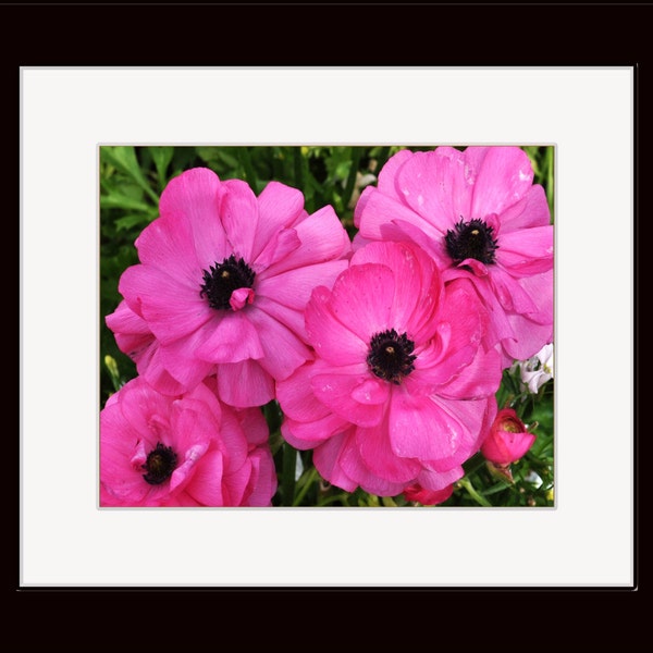 5 X 7 Matted Color Photograph of Pink Ranunculus Flowers