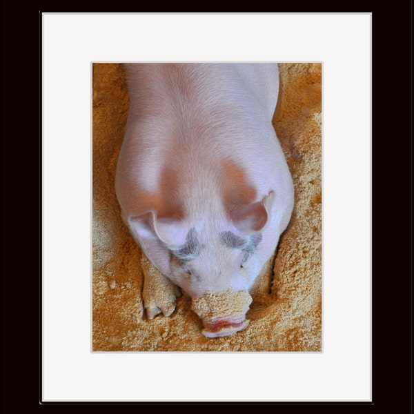 5 X 7 Matted Color Photograph of a Sleeping Pig