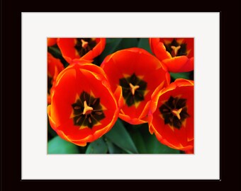5 X 7 Matted Color Photograph of Red Tulip Flowers