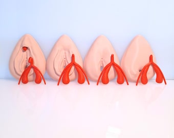 FGM Vulva Clitoris Anatomy Model - Detachable, 3D Printed, Multicolor