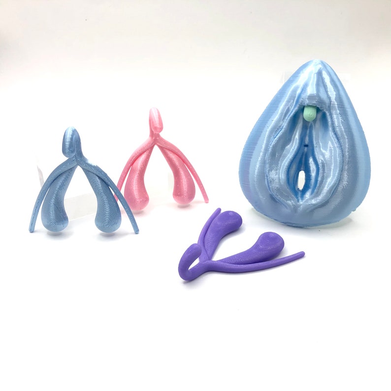 Clitoris Vulva Anatomy Model - Detachable 3D Printed, Life-Size, Multicolor, Sex Education image 2