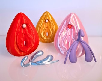 Vulva and Clitoris - Free-Standing, Detachable, Life-Size Anatomy Model, Teaching aid and Office Decor