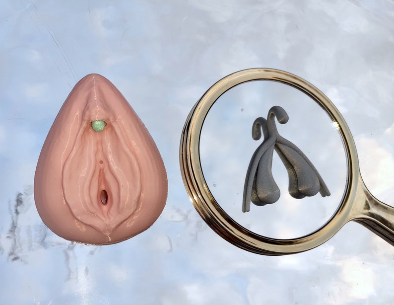 Clitoris Vulva Anatomy Model - Detachable 3D Printed, Life-Size, Multicolor, Sex Education image 4