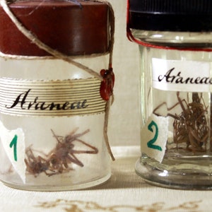 SPIDERS (real) in Antique Bottle Alchemy Ingredient Witchcraft Ingredient Magic Potion Vintage Apothecary  Curio Oddity Curiosity
