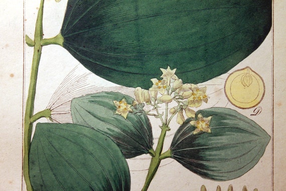 STRYCHNINE TREE Strichhnos Nux Vomica Botanical Picture Antique  Illustration Dark Academia Apothecary Toxic Poison Plant Vintage Bookpage -  Etsy