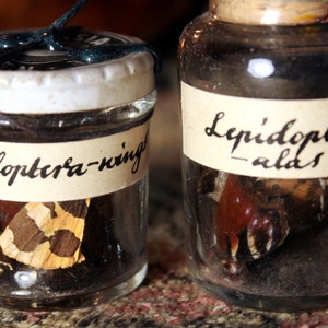 BUTTERFLY WINGS (real) in Antique Bottle Alchemy Ingredient Witchcraft Ingredient Magic Potion Vintage Apothecary  Curio Oddity Curiosity