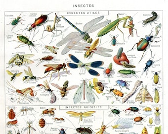 1949, Gravur Insekten, Libelle, Kakerlake, Heuschrecke, Entomologie, Larousse Board, Periode, Wanddekoration Insekten zum Rahmen