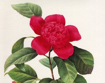 Grabado de Camélia, P-J Redouté, ramo de Camelia, Camelia con flores de Anemone, flores de los jardines, 1983. decoración de la pared