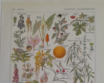 Gravure de  plantes dangereuses, Arum, digitale, Ciguë,  Belladone, Larousse médical  Paris, décoration murale fleurs et plantes