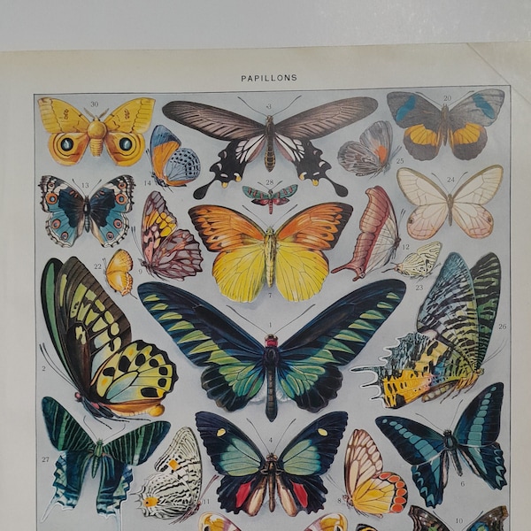 1929, Gravure planche de  Papillons, Lépidoptères, Entomologie,  Planche authentique Larousse, décoration murale papillon chambre