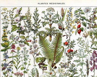 1929, Engraving botanical plate of 51 medicinal plants, authentic Larousse plate, wall decoration plants to frame