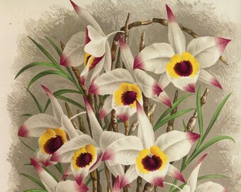 Gravure d' Orchidées,Dendrobium Falconeri,  planche botanique fleur, flore, décoration murale, fleur exotique,  1990,