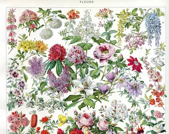 1923, Tablero de flores botánicas, grabados de flores, tablero de Larousse, flores de decoración de pared para enmarcar