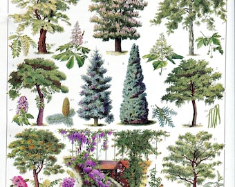 1923, Jardins, Gravure de 16 arbres d' ornement , Planche  botanique d' arbres des jardins,  planche Larousse ,  décoration murale cuisine