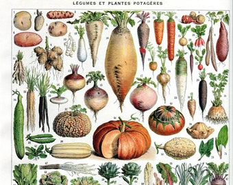 1929, planche botanique de Légumes du potager et jardin, Planche Larousse  authentique, décoration murale de cuisine, légumes à encadrer