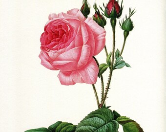 1986, gravure de Roses, Gravure de Redouté, Rosa Centifolia Bullata  , planche botanique de roses,  décoration murale de roses à encadrer