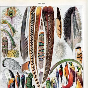 Peut inclure: Illustration vintage de diverses plumes d'oiseaux et d'oiseaux colorés. L'image présente une variété de types de plumes, dont le paon et le faisan, et plusieurs espèces d'oiseaux, présentant une gamme de couleurs et de motifs. Le mot "PLUMES" est en haut.