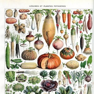 May include: A vintage botanical illustration of various vegetables and root vegetables, including potatoes, carrots, turnips, radishes, onions, leeks, and pumpkins. The illustration is labeled in French with the title "Légumes et Plantes Potagères".