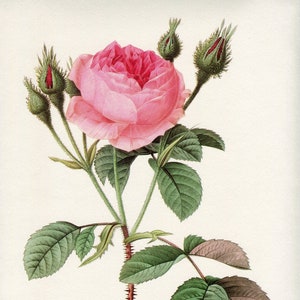 Engraving of Redouté, Rose, Rosa muscosa, sparkling rose, botanical plank, rose bush, flower wall decoration, bouquet.