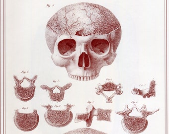 1998, engraving of Anatomy, anatomical plate human skull, . medical studies, wall decoration medicine board to frame