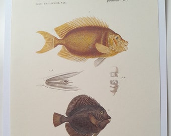 Grabado de peces exóticos Amphacanth y Acanthus, decoración de pared de cocina, grabados de peces para enmarcar