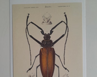 Engraving of spiny Enoplocera insect, entomology board, wall decoration engraving of insects to frame, collection of Coleoptera