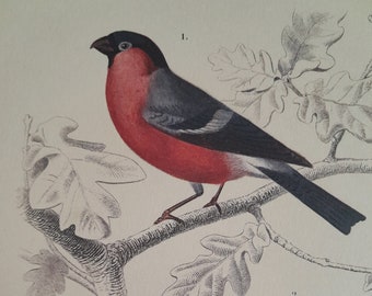 Gravure d' oiseaux, Bouvreuil et Gros-bec , planche d' oiseaux passereaux ,   décoration murale de chambre, gravure d' oiseaux à encadrer