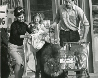 Authentique Photographie argentique vintage, Le lion Major en course avec Tracy , curiosités, animal , photo étrange, 1966