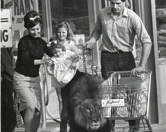 Authentic Vintage Silver Photography, The Lion Major Racing with Tracy, Curiosidades, Animal, Strange Photo, 1966