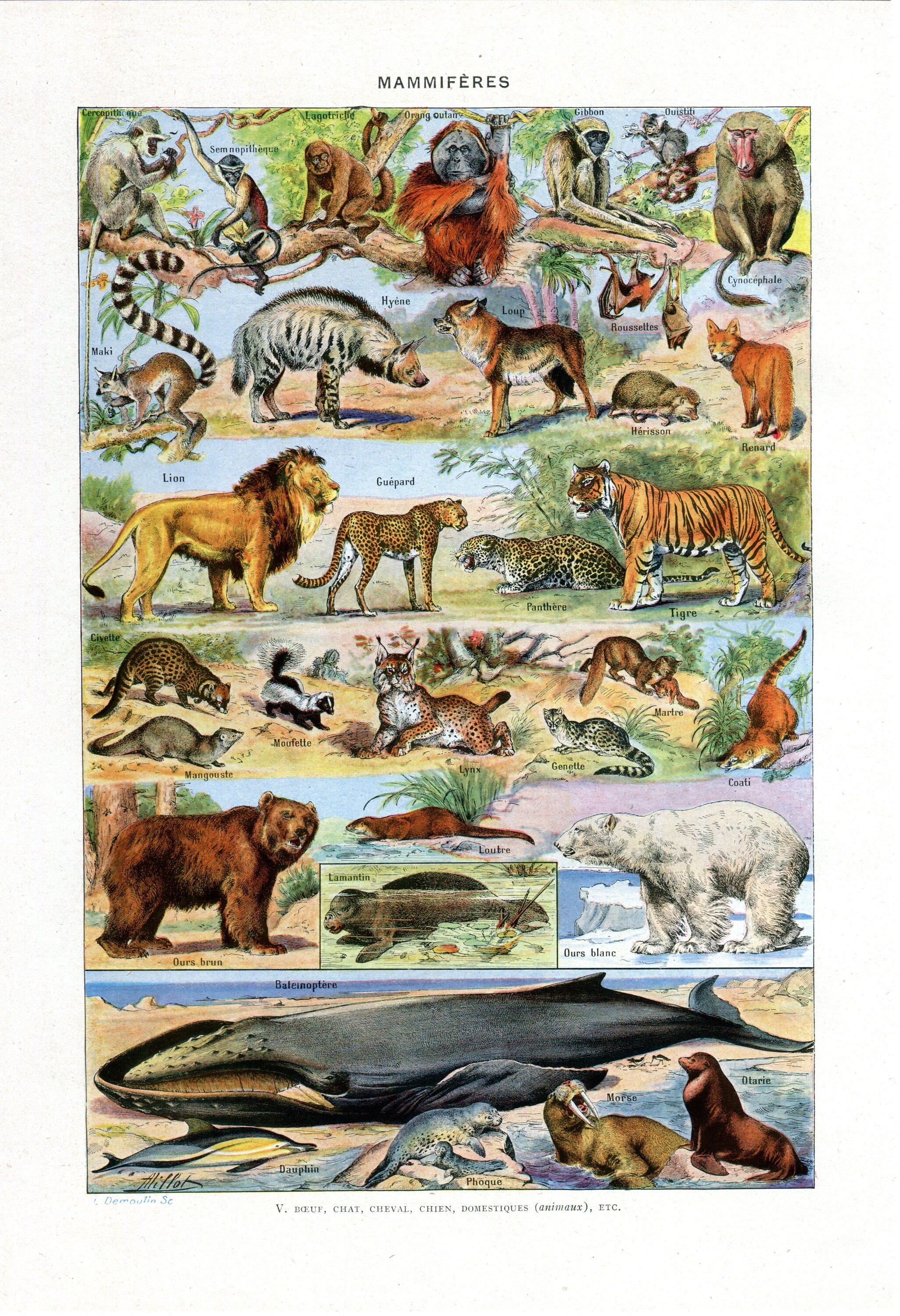 1949 Engraving of Animals Lions Monkeys Whales Bears - Etsy Denmark 1949 Engraving of Animals Lions Monkeys Whales Bears - Etsy Denmark