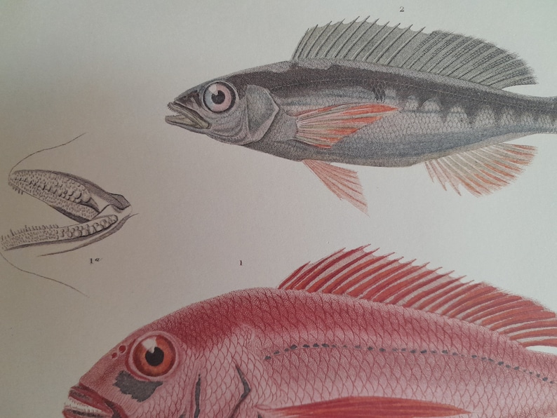 Engraving of Acanthopterygian Fish, Pageot and Picarel, kitchen wall decoration, fish engravings to frame image 3