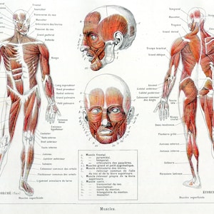 Tableau sur toile Vecteur homme anatomie humaine avec le texte de muscles 